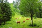 2014-07-05_Laengental-N-Hochweg (940). JPG